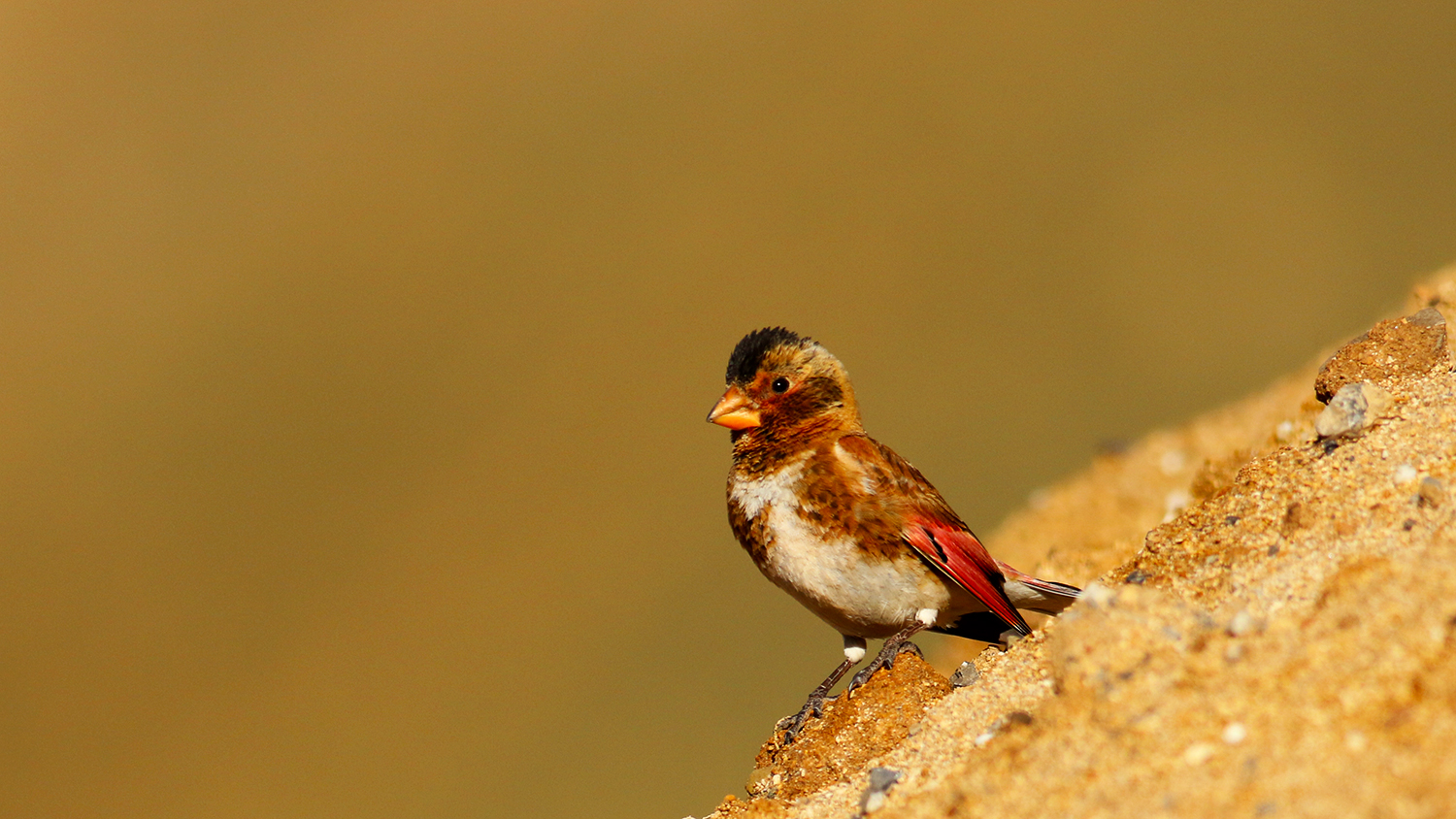 Crimson-winged Finch